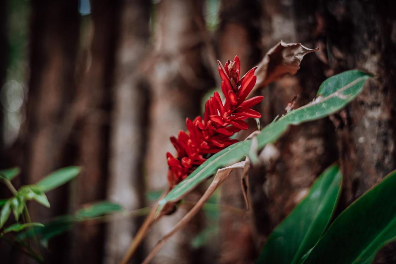 Отель Lunita Jungle Experience Пуэрто-Морелос Экстерьер фото